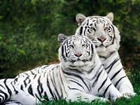 pic for Family feline, Tigers